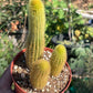 Cleistocactus winteri