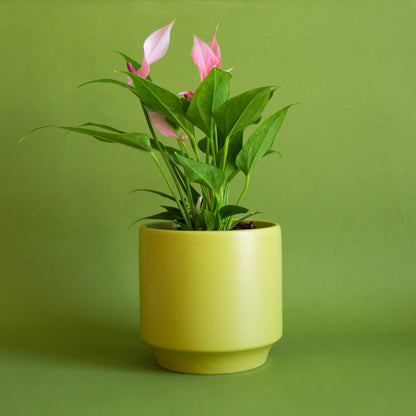 Parker Pot