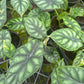 Alocasia 'Dragon Scale'