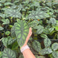 Alocasia 'Dragon Scale'