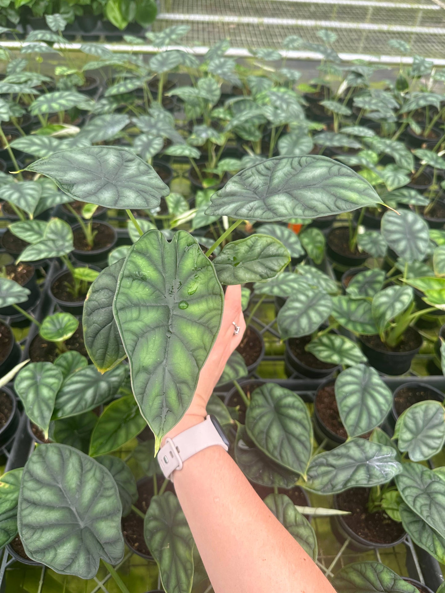 Alocasia 'Dragon Scale'