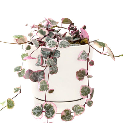 Variegated String of Hearts 4"
