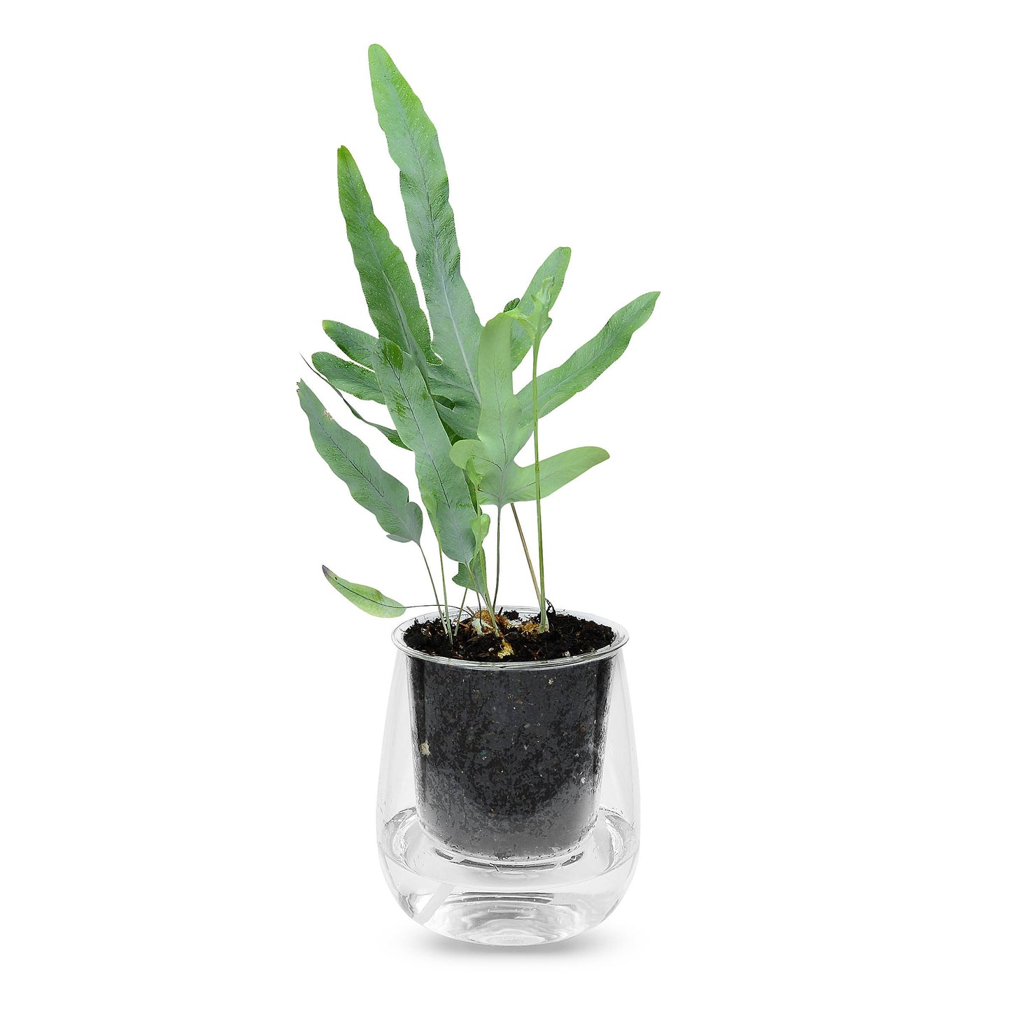 Large Self-watering Planter: Clear