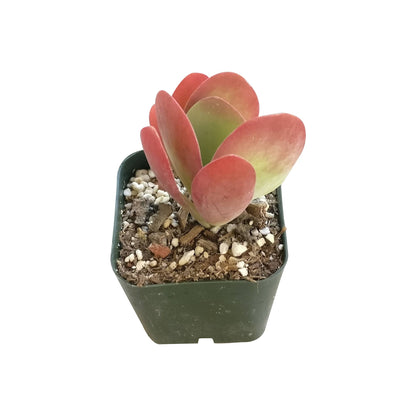 Kalanchoe Flapjacks 4"
