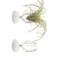 Air Plant Holder: Suction Cup