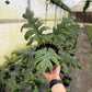ALOCASIA Brancifolia 6"