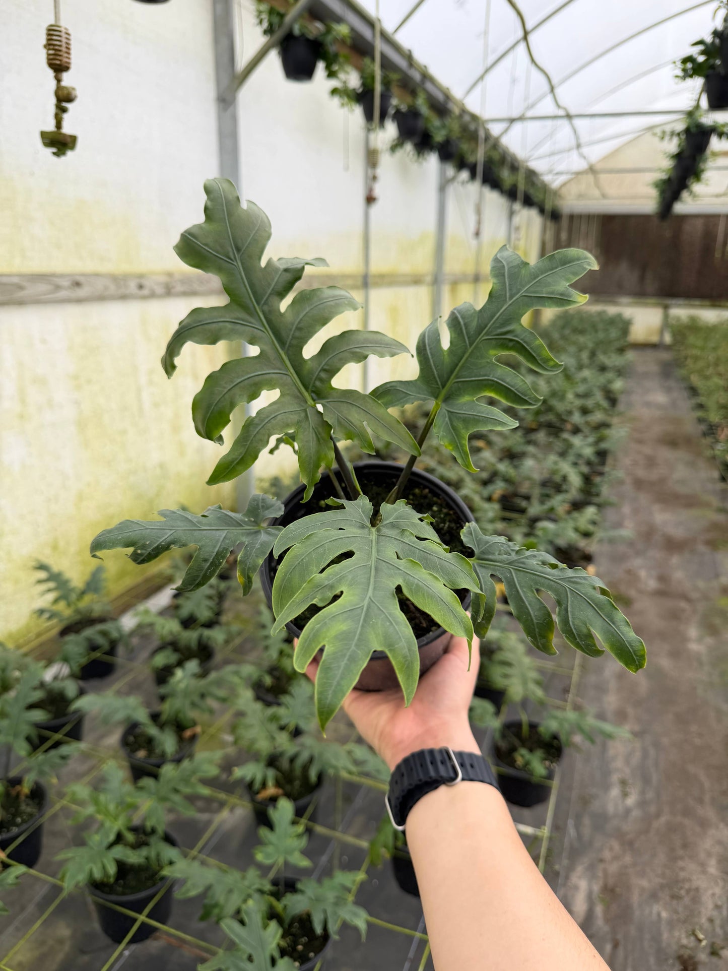 ALOCASIA Brancifolia 6"