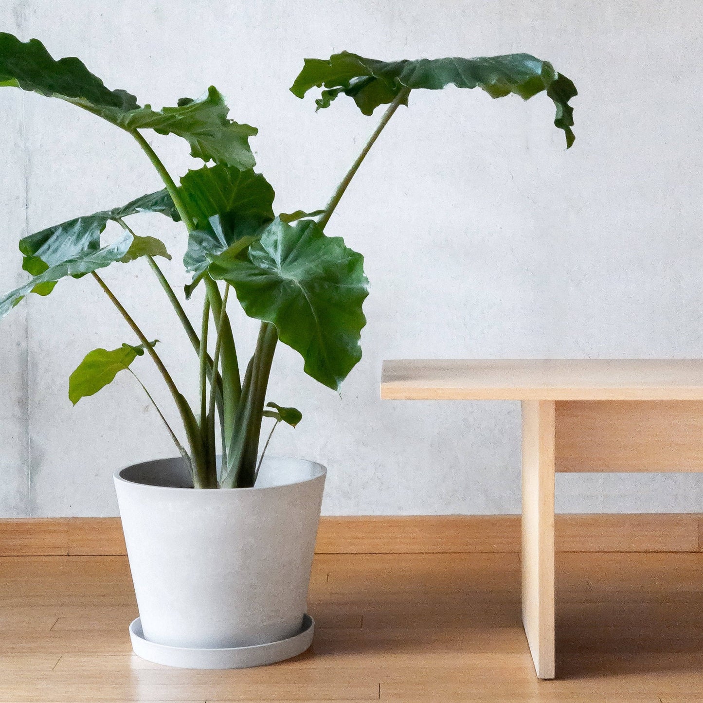 Tapered Planter