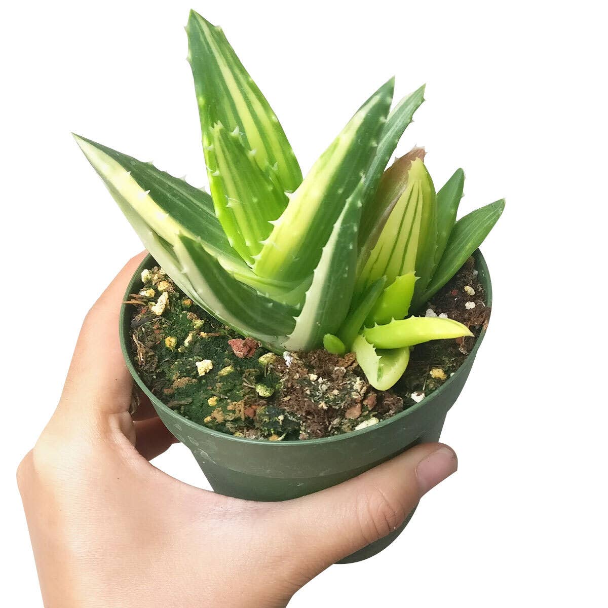 variegated aloe vera plant Variegated Aloe Sp 4" – Botanica