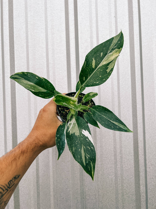 4" Philodendron 'White Wizard'