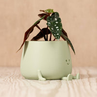 Happy Pot Planter