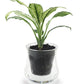 X-Large Self-watering Planter: Clear