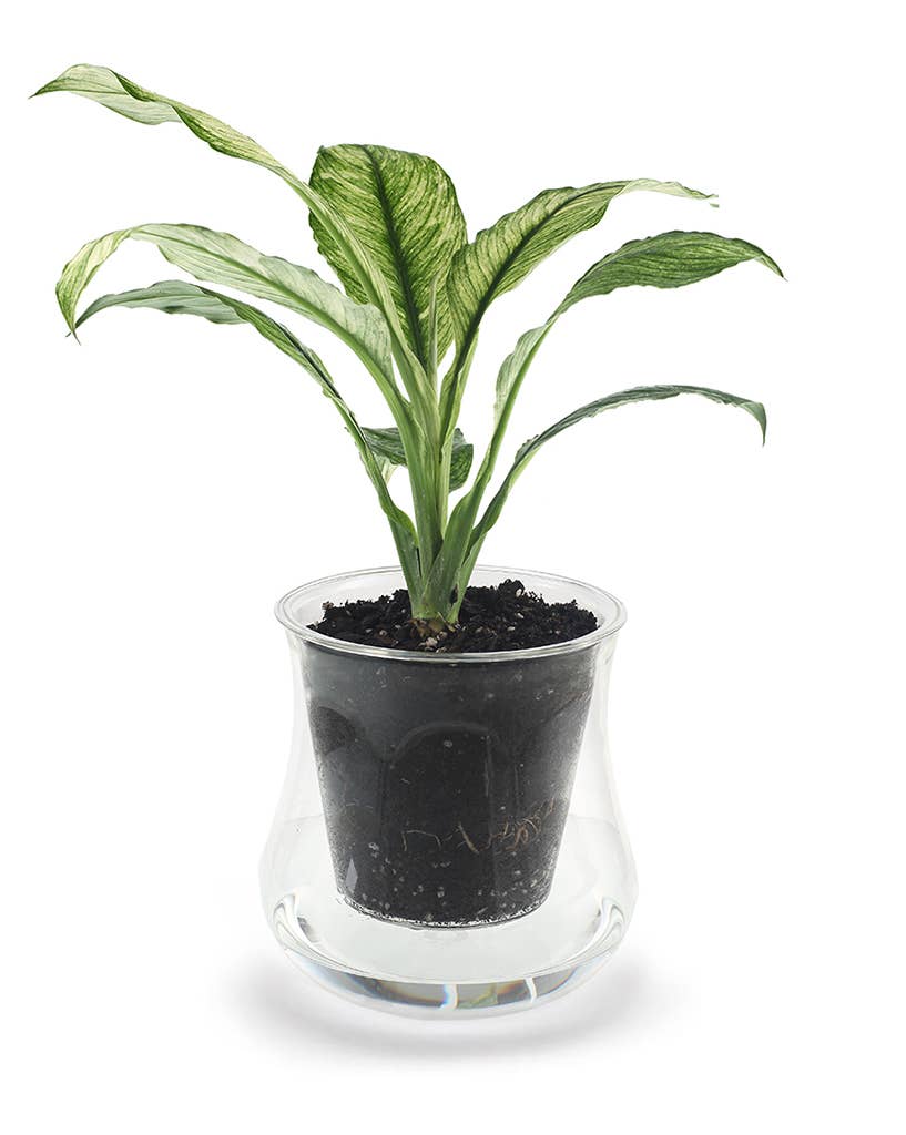 X-Large Self-watering Planter: Clear