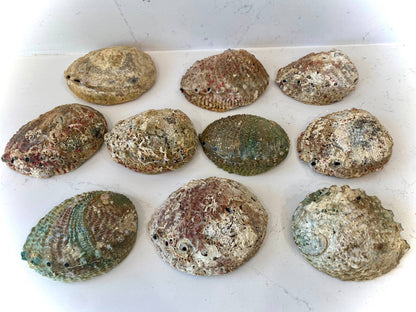 Abalone Shell Bowls