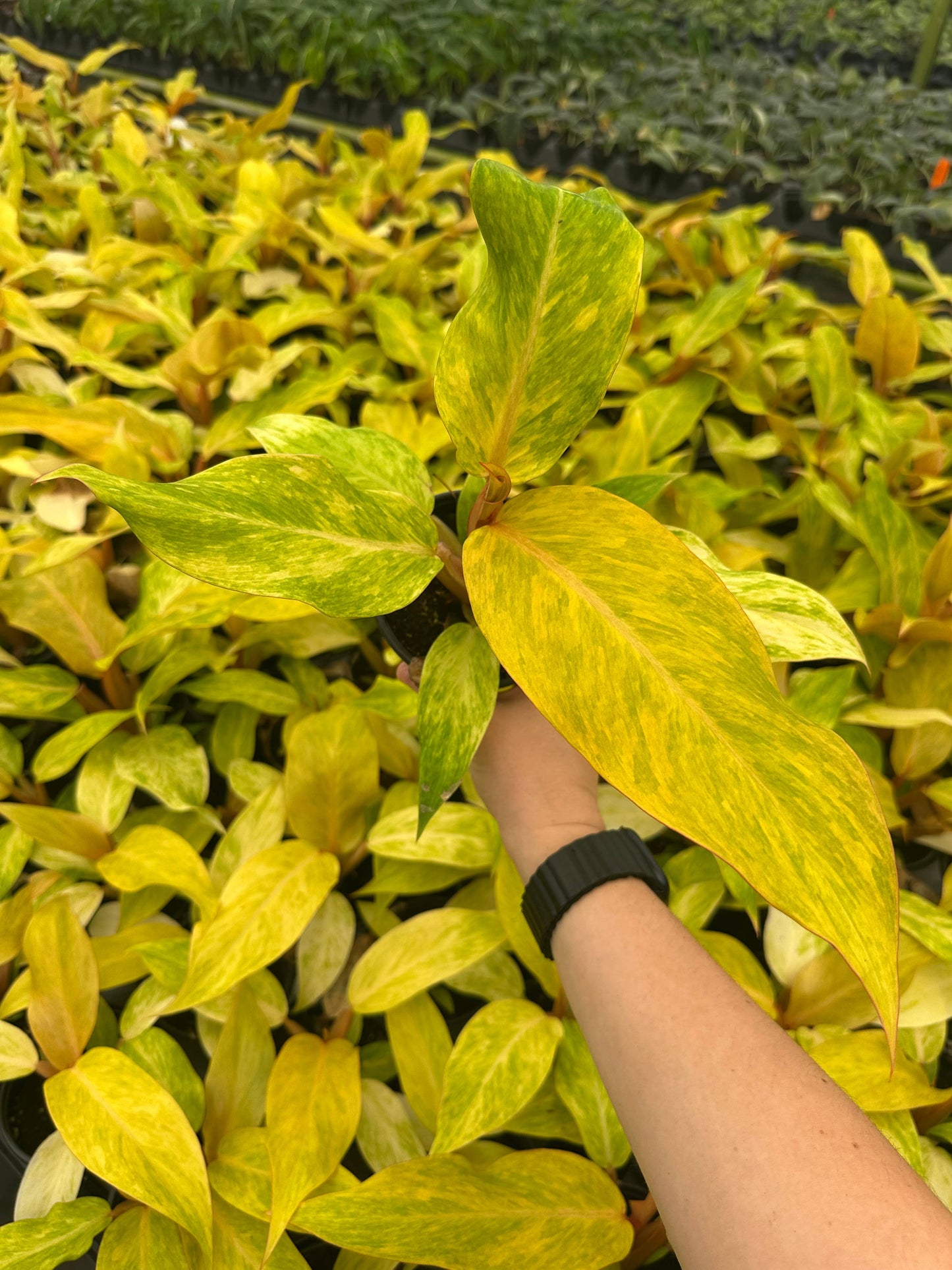 4" Philodendron Orange Marmalade