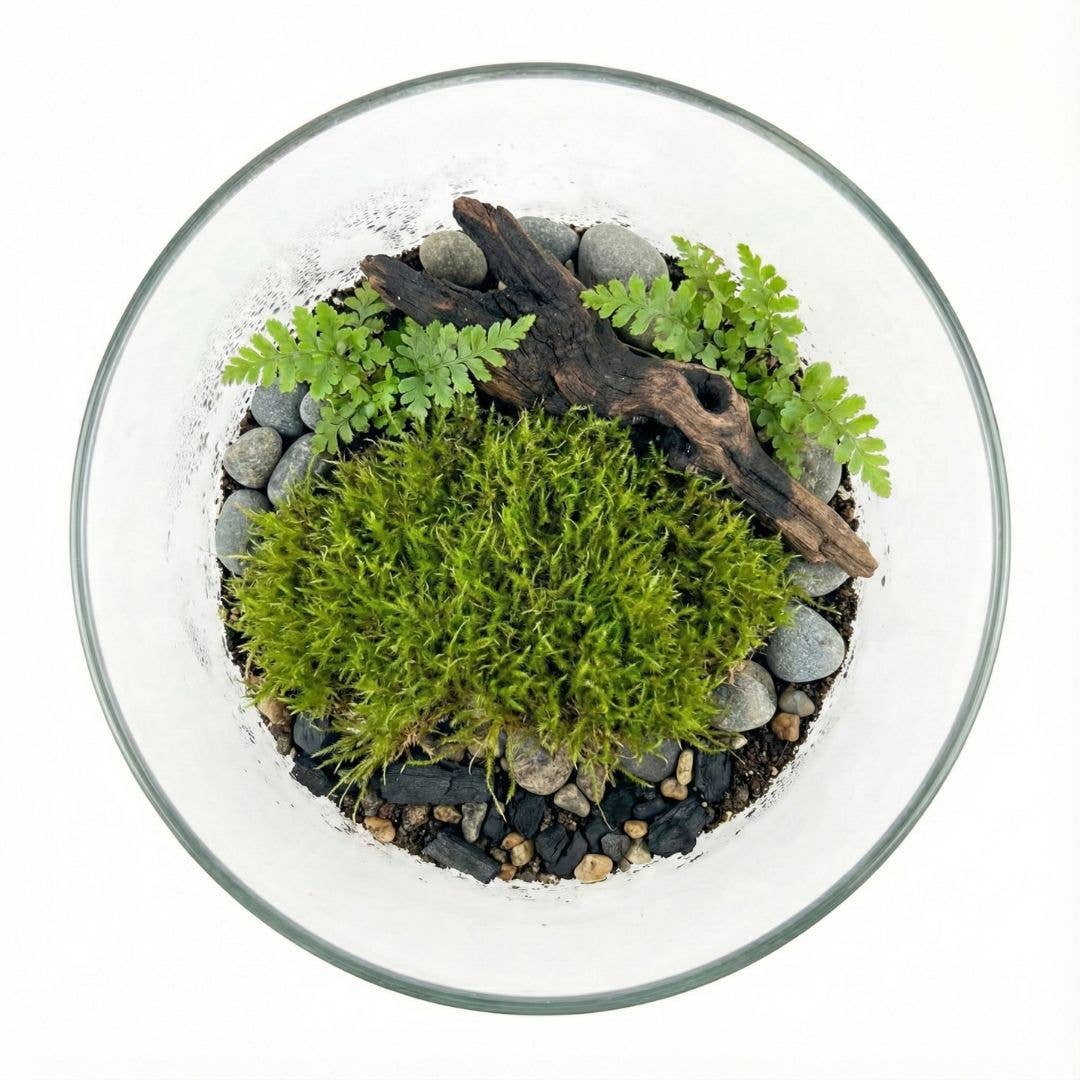 Live Moss for Terrariums