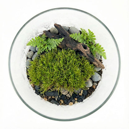 Live Moss for Terrariums