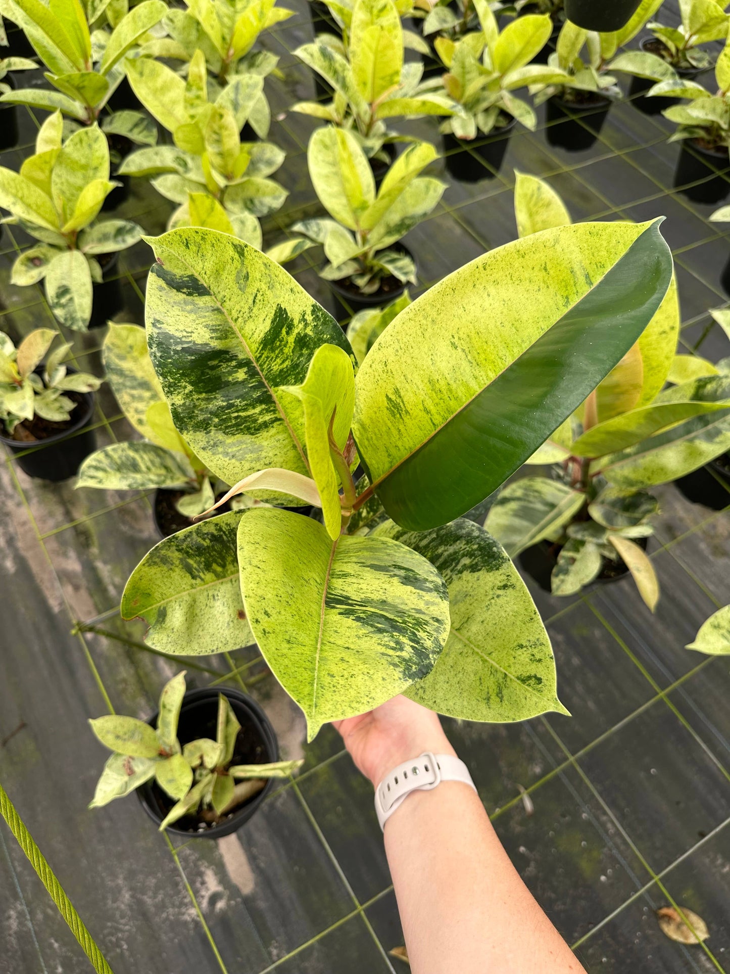 6" Ficus Shivereana 'Moonshine'