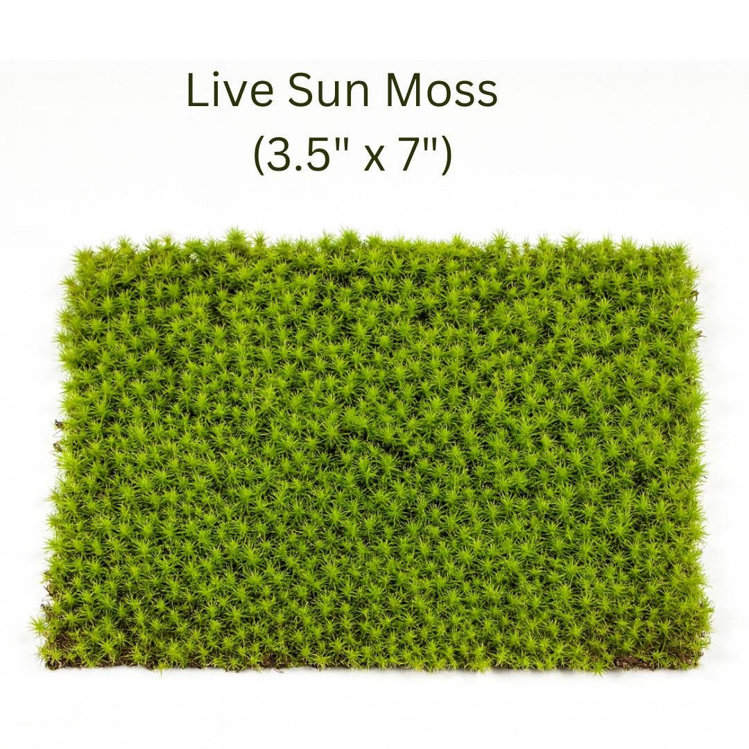 Live Moss for Terrariums