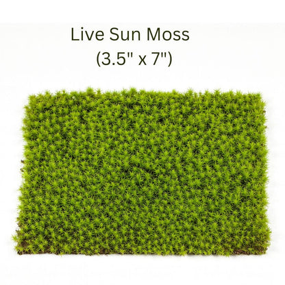 Live Moss for Terrariums