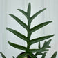 PHILODENDRON Tortum 6"