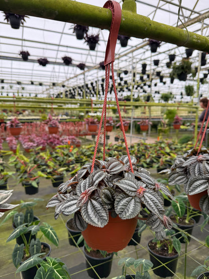 PILEA ‘Norfolk’ HB