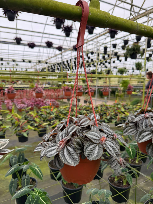 PILEA ‘Norfolk’ HB