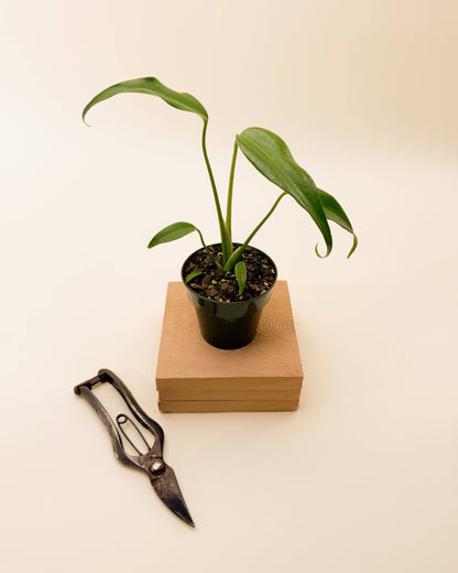 4" Monstera 'Burle Marx Flame'