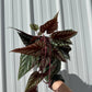 Cissus Discolor Rex