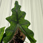 6" Alocasia Jacklyn