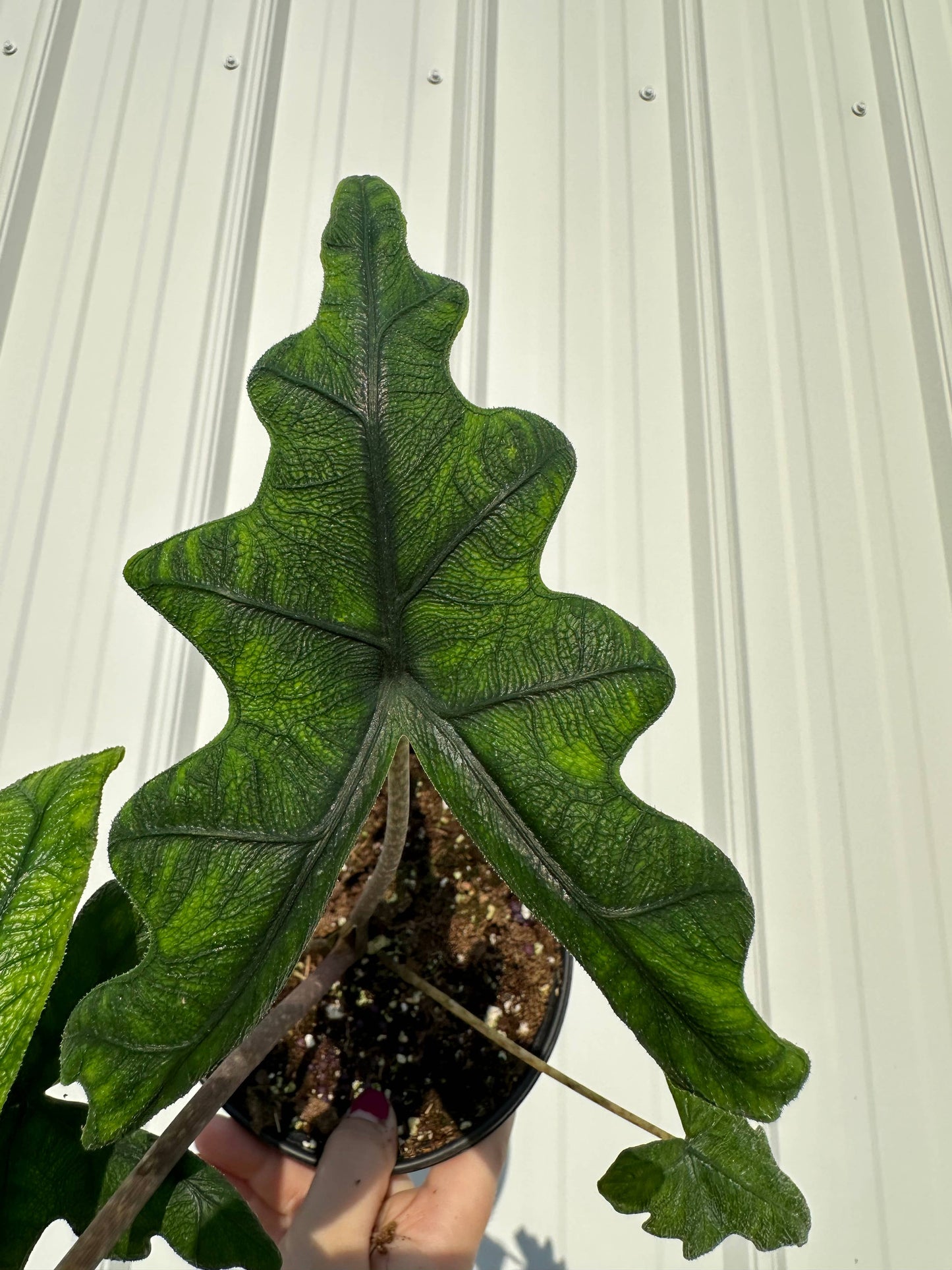 6" Alocasia Jacklyn