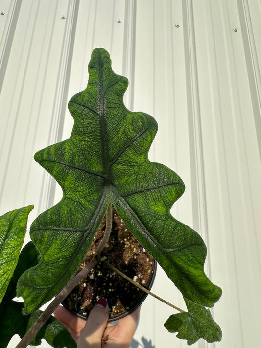 6" Alocasia Jacklyn