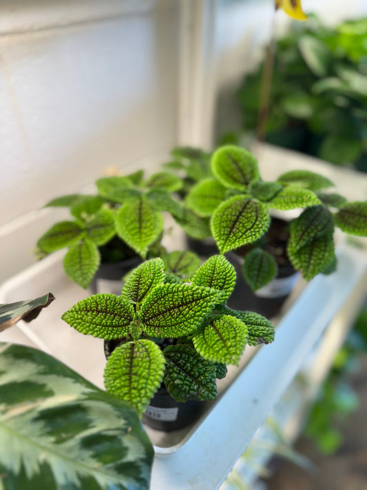Pilea Involucrata 'Moon Valley'