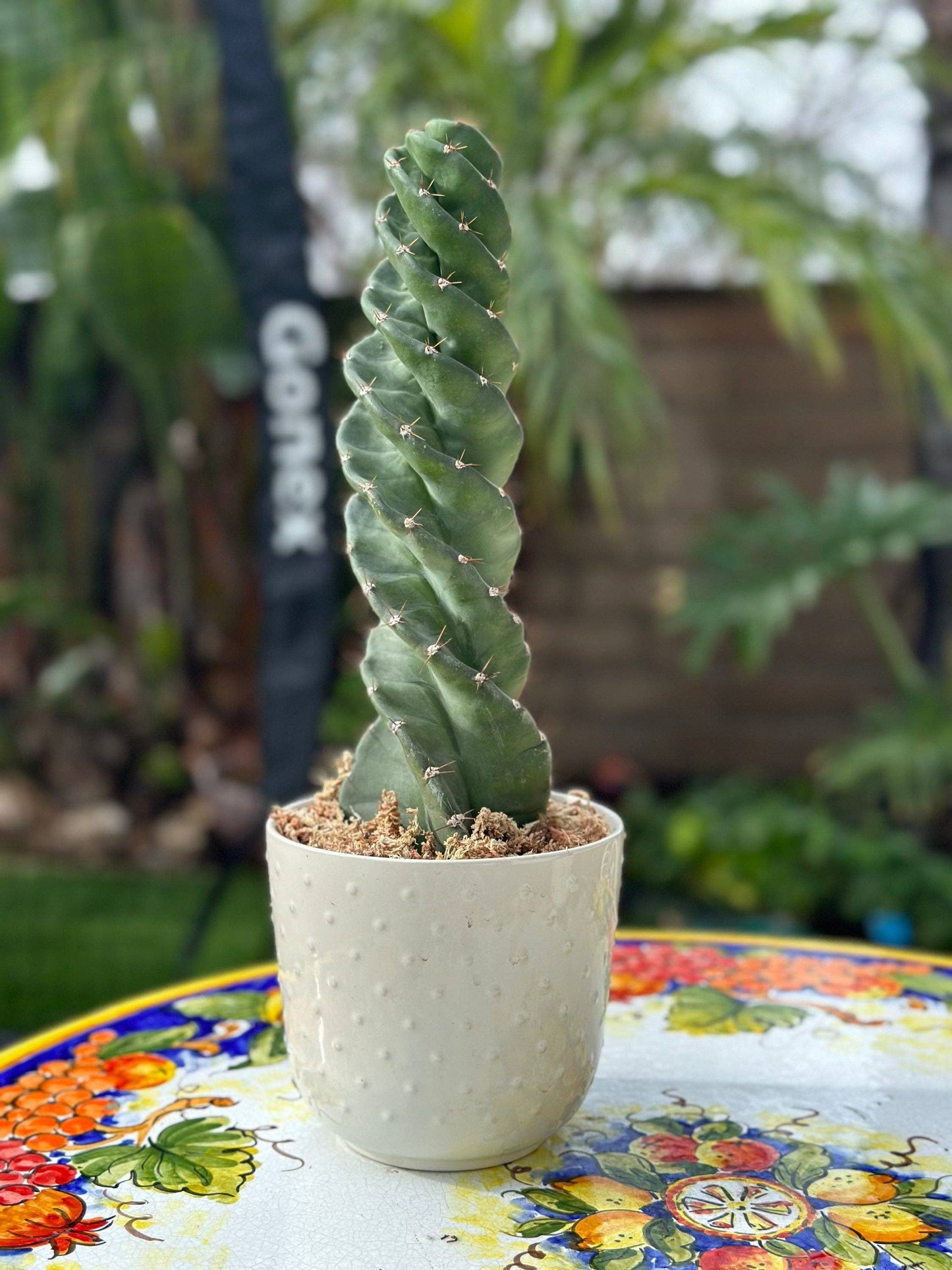 Cereus forbesii 'Spiralis'