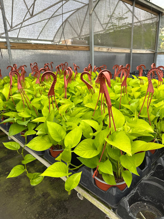 6" Pothos Neon HB
