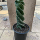 Cereus forbesii 'Spiralis'