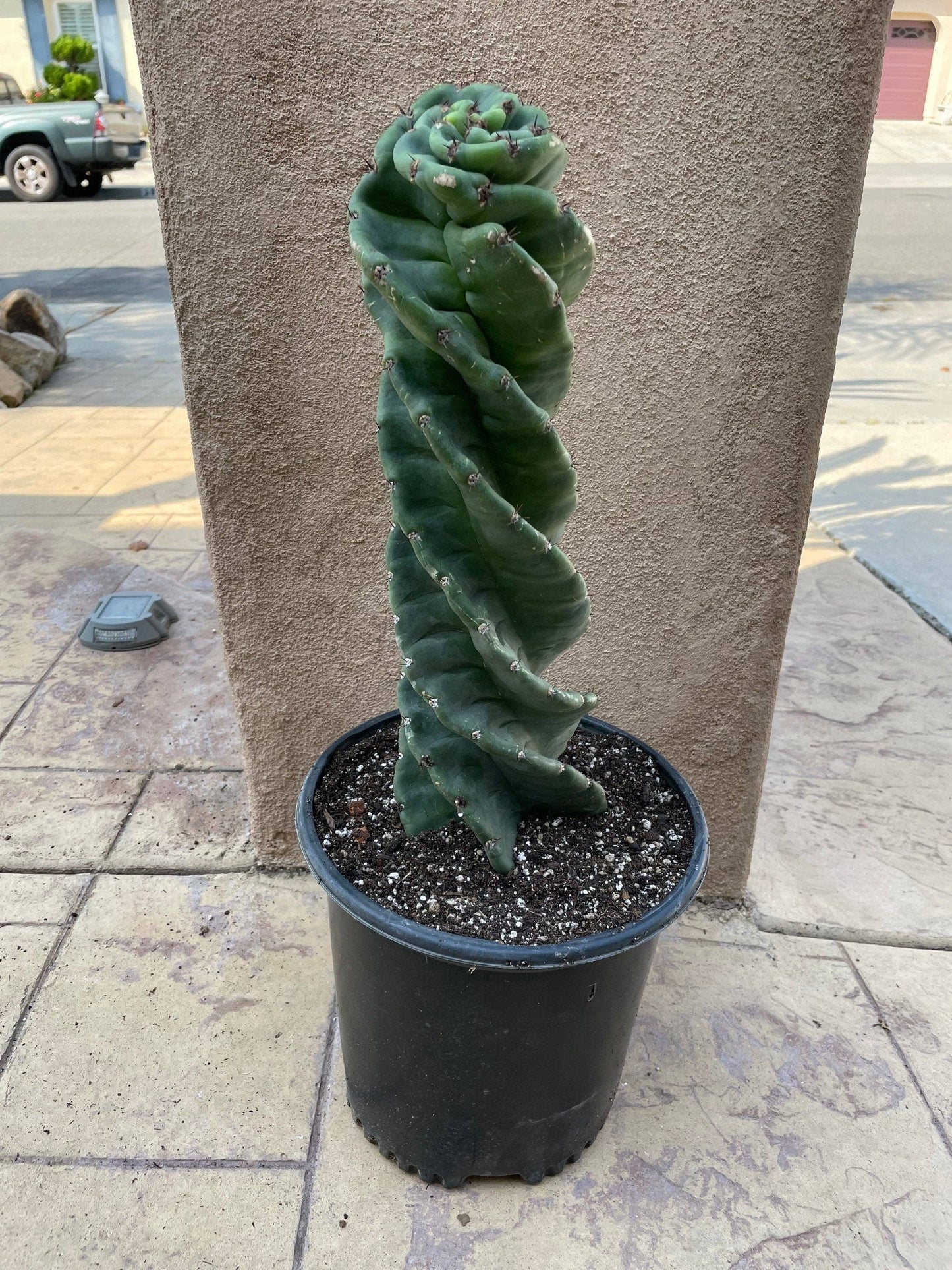 Cereus forbesii 'Spiralis'