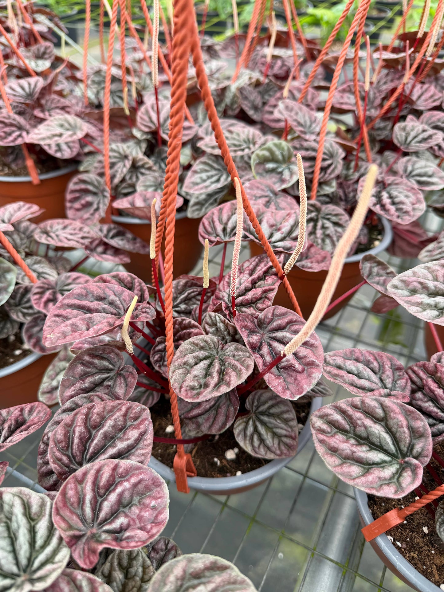 PEP Red Ripple HB