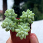 Sedum morganianum Burrito 2"