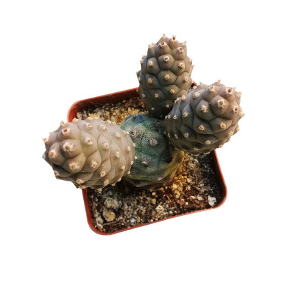 Pine Cone Cactus Tephrocactus