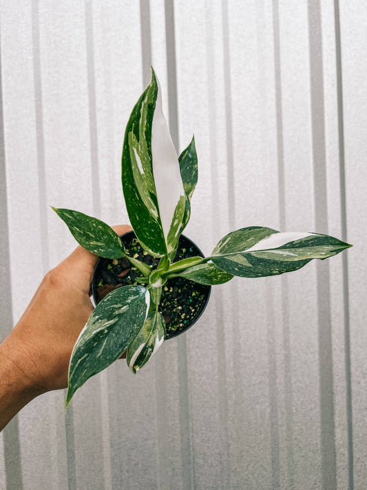 4" Philodendron 'White Wizard'