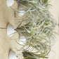 Air Plant Holder: Suction Cup