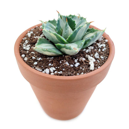 Agave isthmensis 'Ohi Raijin Shiro Nakafu'