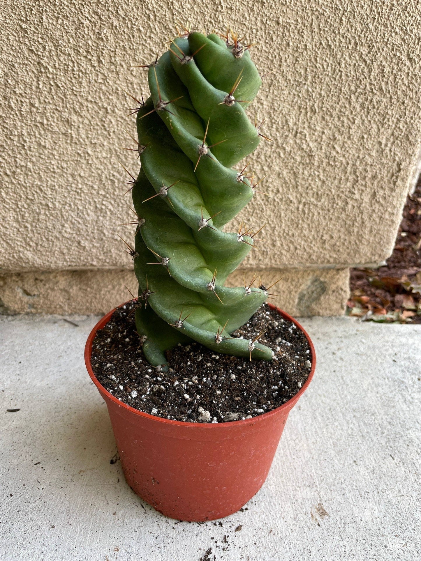 Cereus forbesii 'Spiralis'