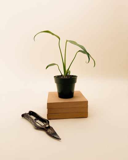 4" Monstera 'Burle Marx Flame'