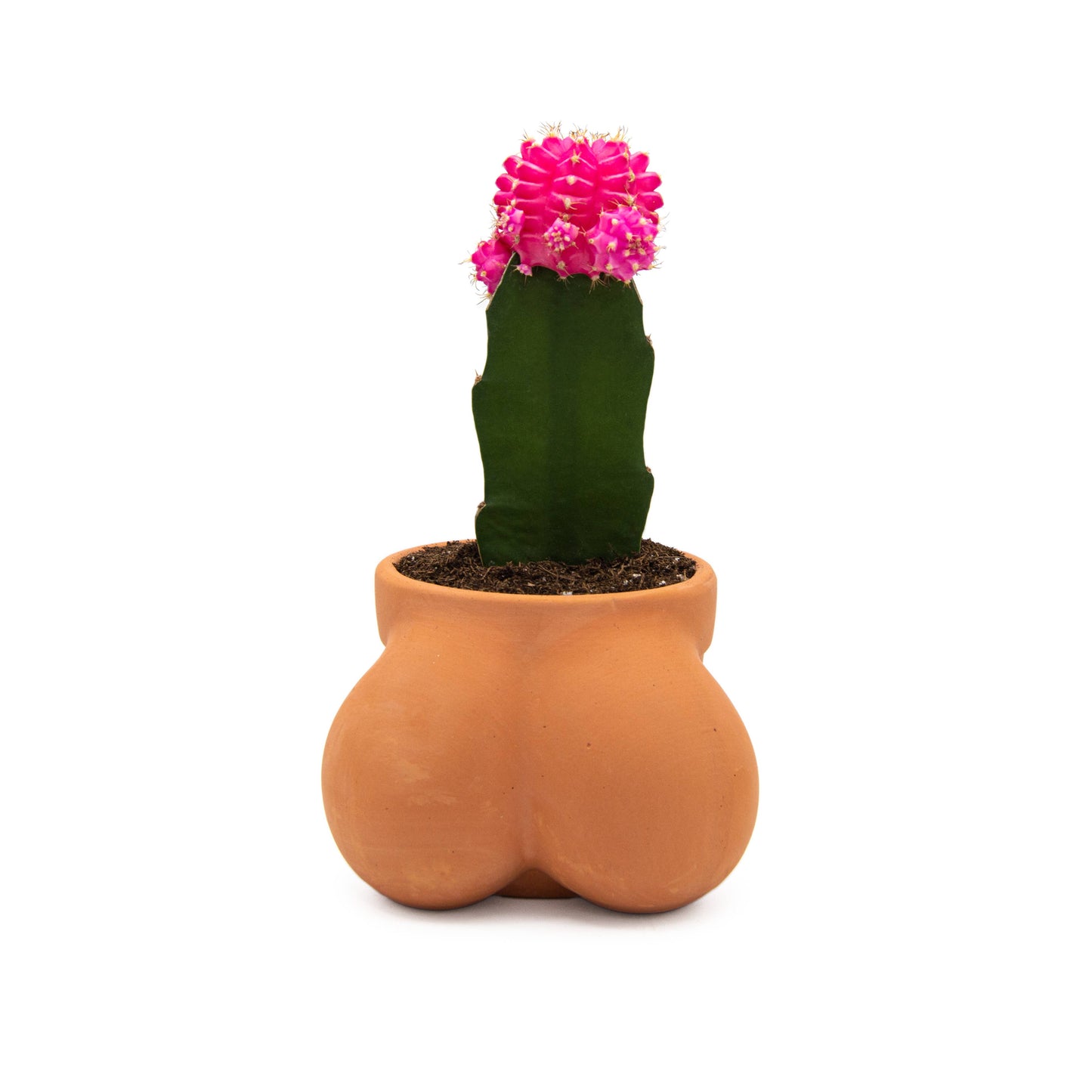 Terracocktus Terracotta Pot