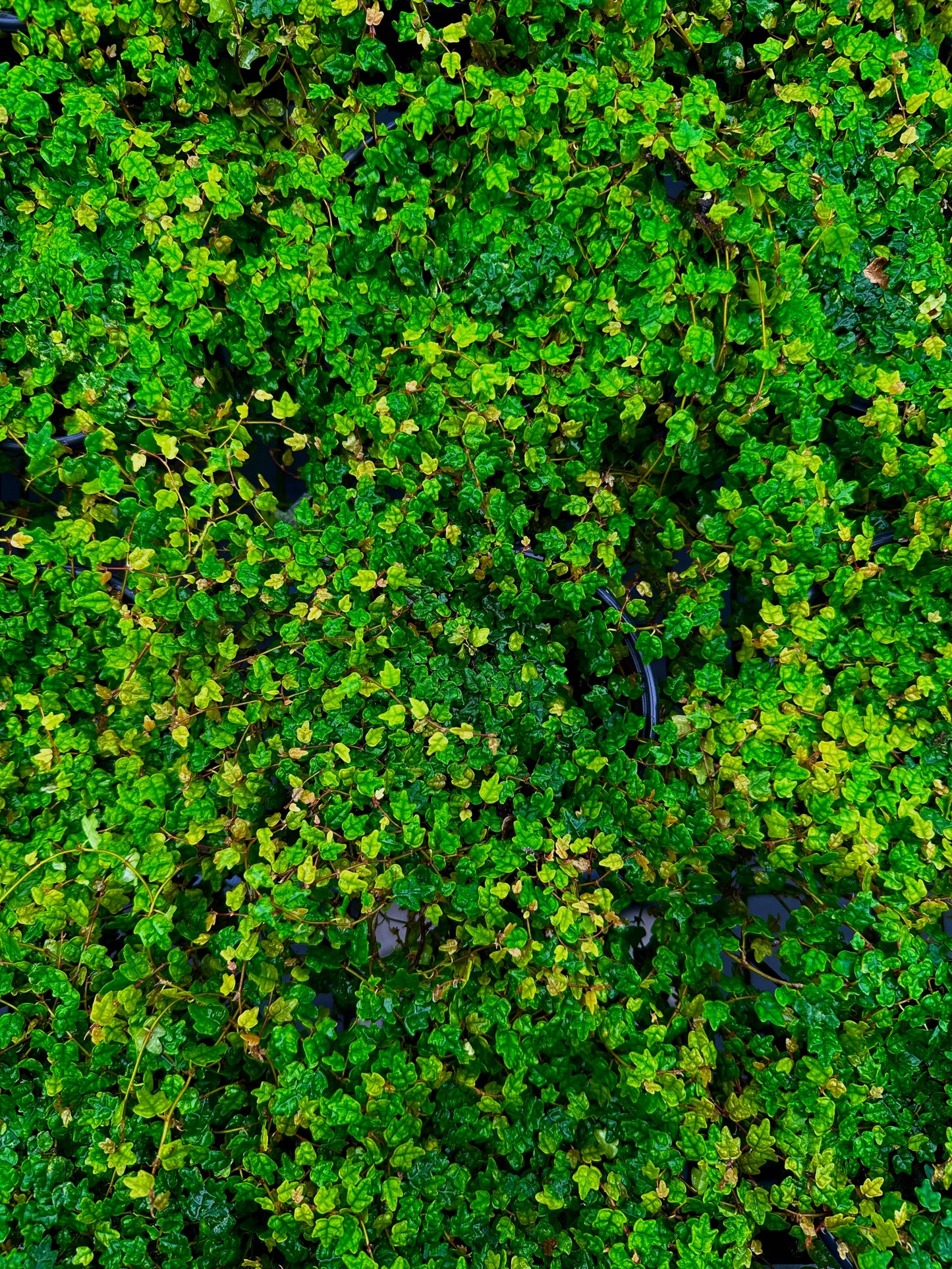 4" String of Frogs - Ficus Pumila ‘Quercifolia’