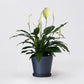 7" Tapered Signature Planter Pot & Saucer Set | Earth Tones