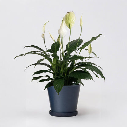 7" Tapered Signature Planter Pot & Saucer Set | Earth Tones
