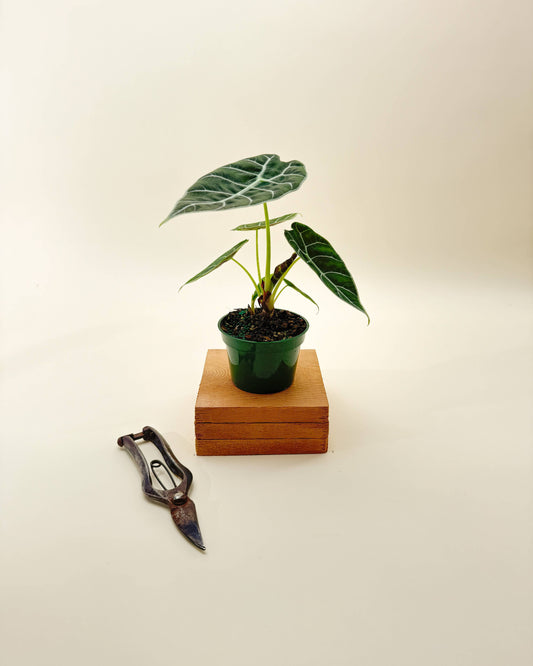 4" Alocasia 'Watsoniana'